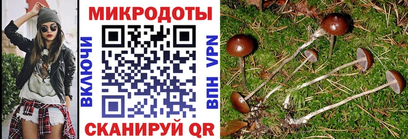 Купить  Балабаново  Псилоцибиновые грибы Psilocybine cubensis 